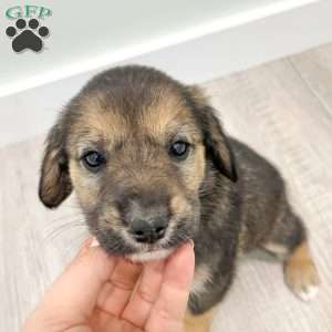 Ollie, Cavalier King Charles Mix Puppy