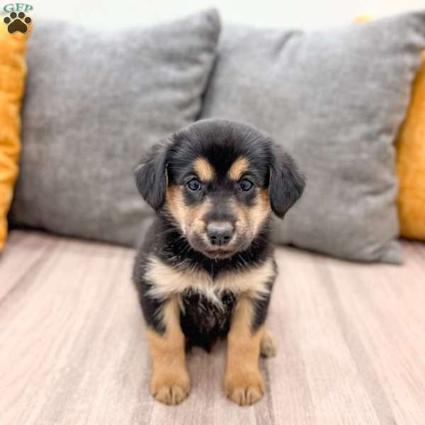 Max, Cavalier King Charles Mix Puppy