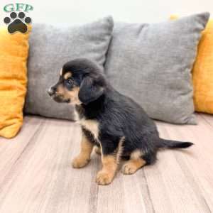 Max, Cavalier King Charles Mix Puppy