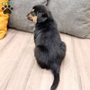 Max, Cavalier King Charles Mix Puppy