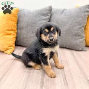 Max, Cavalier King Charles Mix Puppy