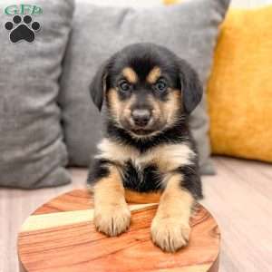 Max, Cavalier King Charles Mix Puppy