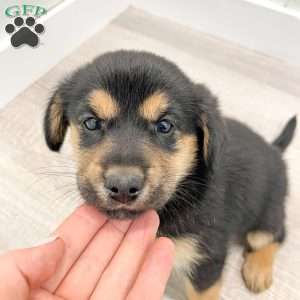 Max, Cavalier King Charles Mix Puppy