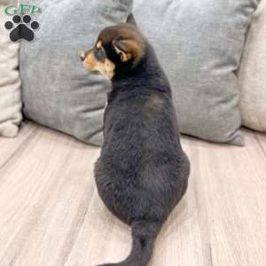 Lucky, Shiba Inu Puppy