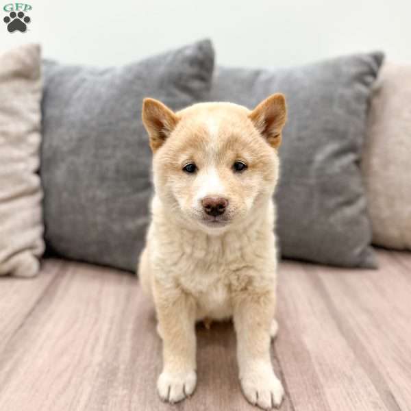 Lyle, Shiba Inu Puppy