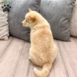 Lyle, Shiba Inu Puppy