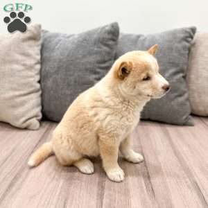 Lyle, Shiba Inu Puppy