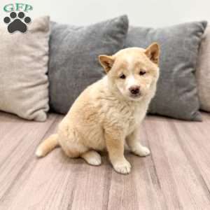 Lyle, Shiba Inu Puppy