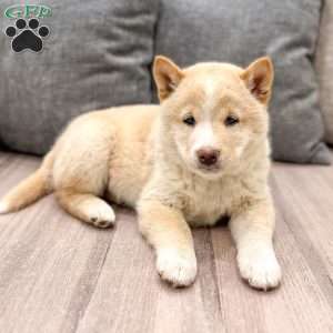 Lyle, Shiba Inu Puppy