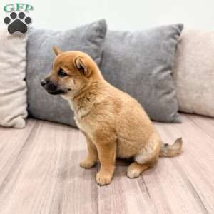 Lukas, Shiba Inu Puppy