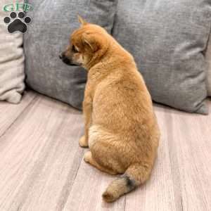 Lukas, Shiba Inu Puppy