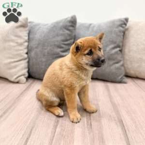 Lukas, Shiba Inu Puppy