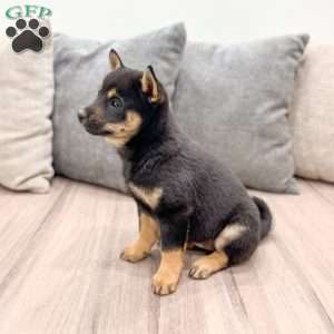 Leslie, Shiba Inu Puppy