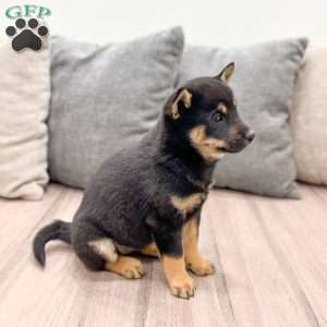 Leslie, Shiba Inu Puppy