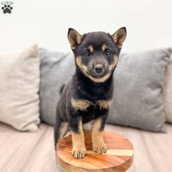 Leslie, Shiba Inu Puppy