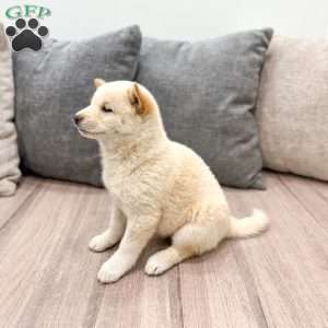 Lonnie, Shiba Inu Puppy