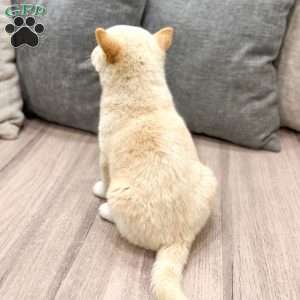 Lonnie, Shiba Inu Puppy