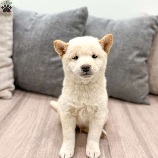 Lonnie, Shiba Inu Puppy