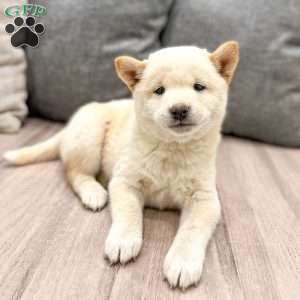 Lonnie, Shiba Inu Puppy
