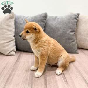Lyndon, Shiba Inu Puppy