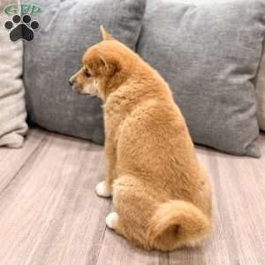 Lyndon, Shiba Inu Puppy