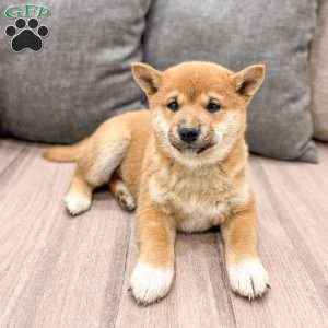 Lyndon, Shiba Inu Puppy