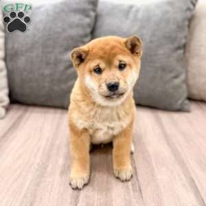 Mickie, Shiba Inu Puppy