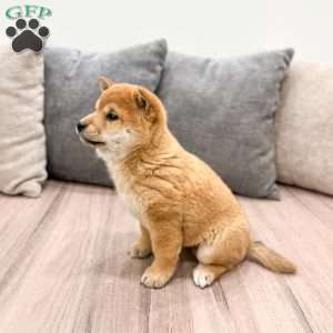 Mickie, Shiba Inu Puppy