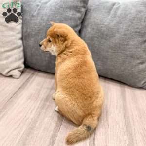 Mickie, Shiba Inu Puppy