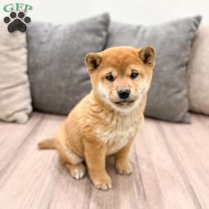 Mickie, Shiba Inu Puppy