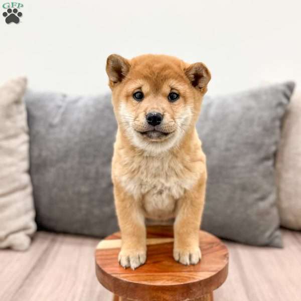 Mickie, Shiba Inu Puppy