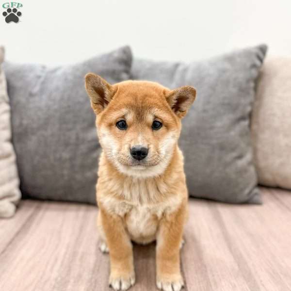 Marcie, Shiba Inu Puppy