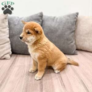 Marcie, Shiba Inu Puppy