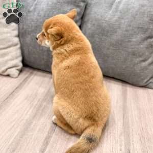 Marcie, Shiba Inu Puppy