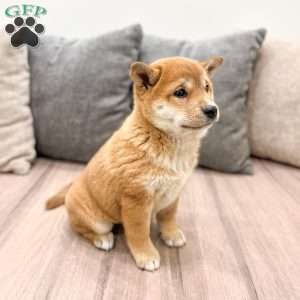 Marcie, Shiba Inu Puppy