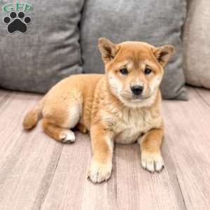 Marcie, Shiba Inu Puppy
