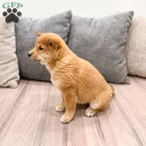 Molly, Shiba Inu Puppy