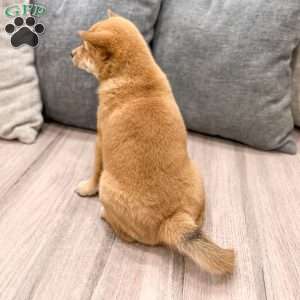 Molly, Shiba Inu Puppy