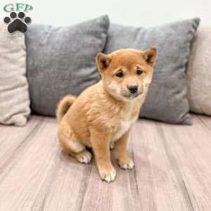 Molly, Shiba Inu Puppy