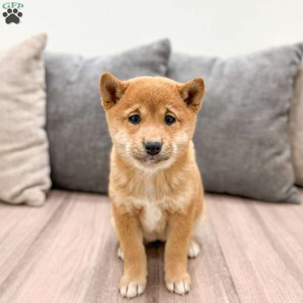 Molly, Shiba Inu Puppy