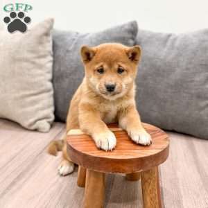 Molly, Shiba Inu Puppy
