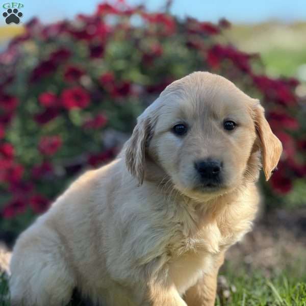 Stella, Golden Retriever Puppy