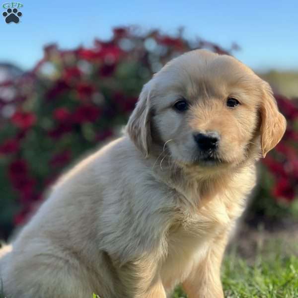 Simon, Golden Retriever Puppy