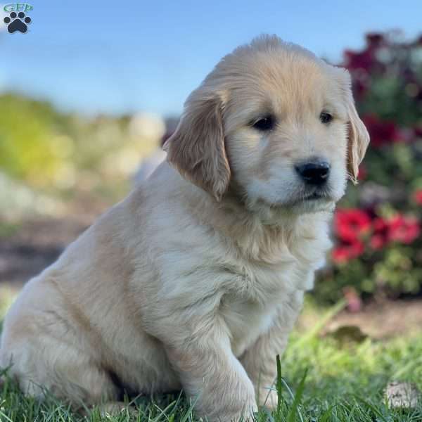 Samuel, Golden Retriever Puppy
