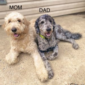 dad