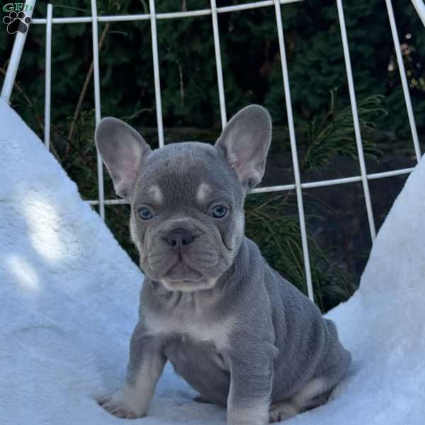 Comet, French Bulldog Puppy