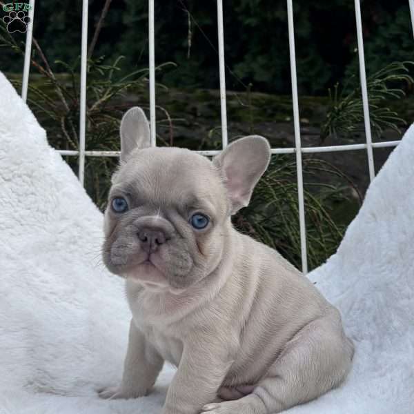 Captain, French Bulldog Puppy