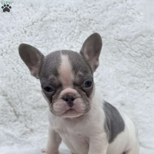 Coco, French Bulldog Puppy