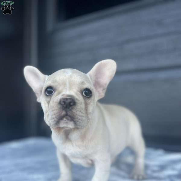 Rose, French Bulldog Puppy
