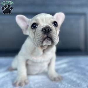 Rose, French Bulldog Puppy